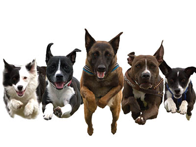 Canine 400x300 web